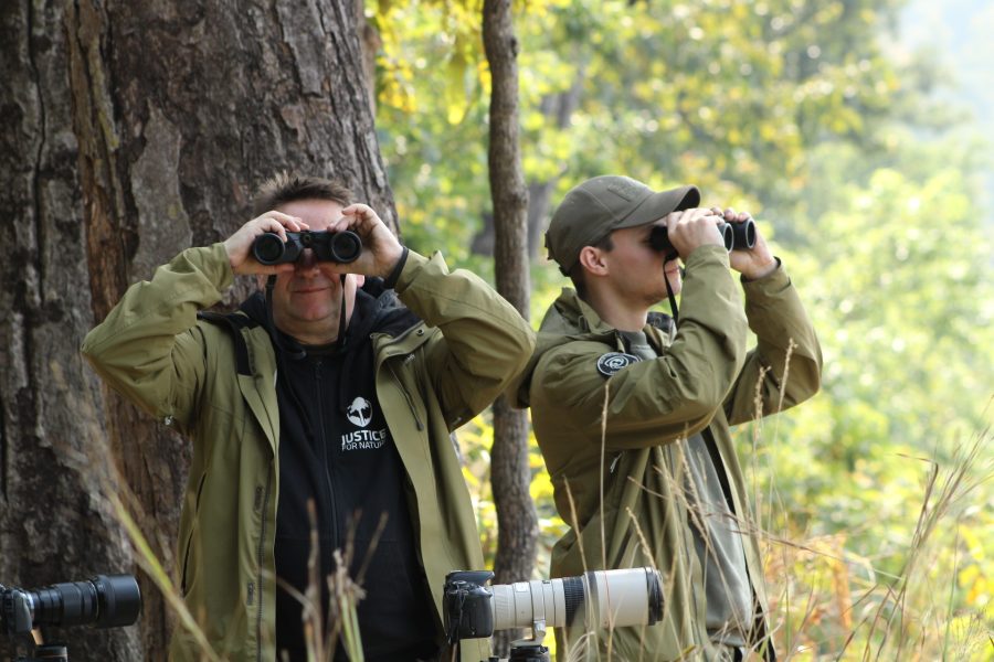 Tiger Encounter In Bardia National Park