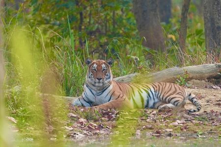The King of the Jungle: A Guide to Unforgettable Tiger Watching in Bardiya National Park