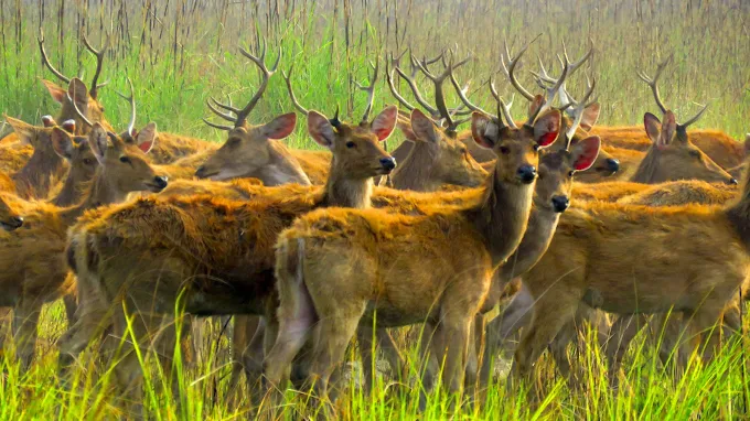 Suklaphanta National Park