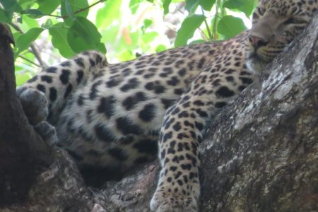 Walking on the Wild Side: Why a Walking Safari in Bardiya is a Game Changer