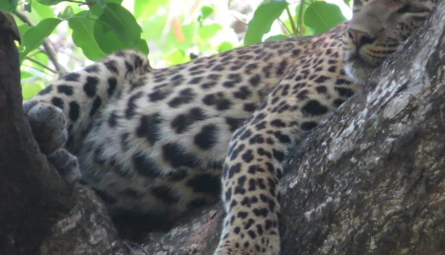 Walking on the Wild Side: Why a Walking Safari in Bardiya is a Game Changer