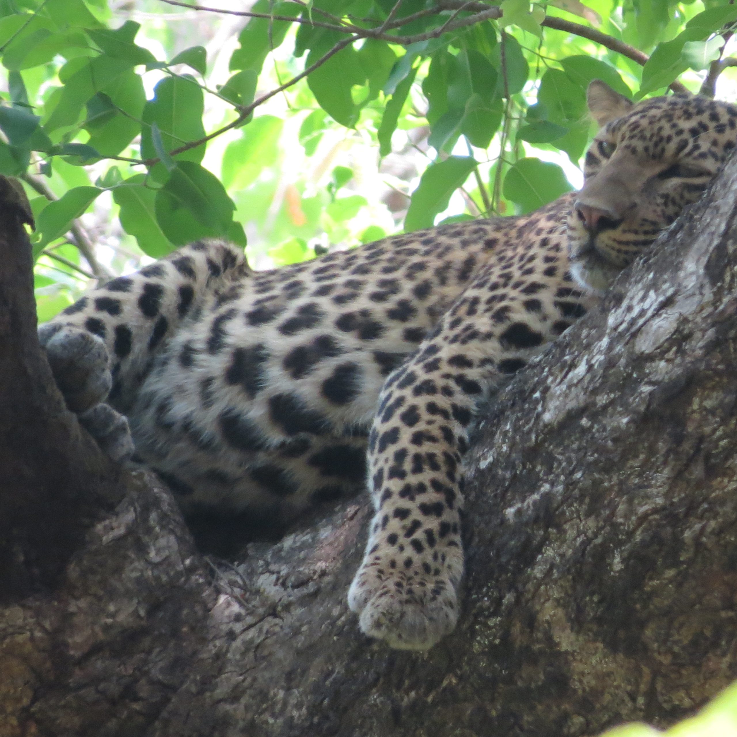 Walking on the Wild Side: Why a Walking Safari in Bardiya is a Game Changer