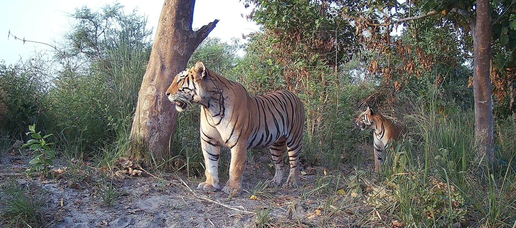 Tiger Track Eco Lodge